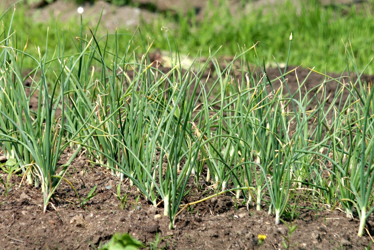 How to Grow Vegetables with Kids - A Fun Guide